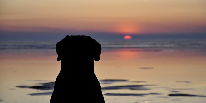 a dog looking out at an ocean sunset