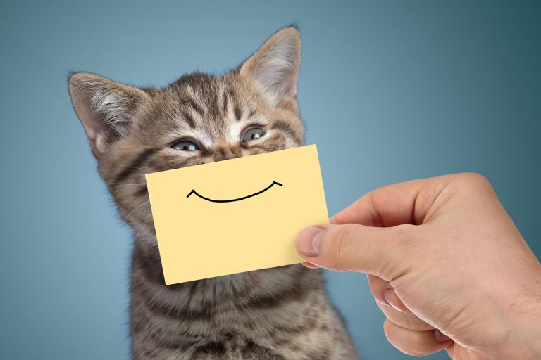 someone holding a cartoon smile over a cat's chin