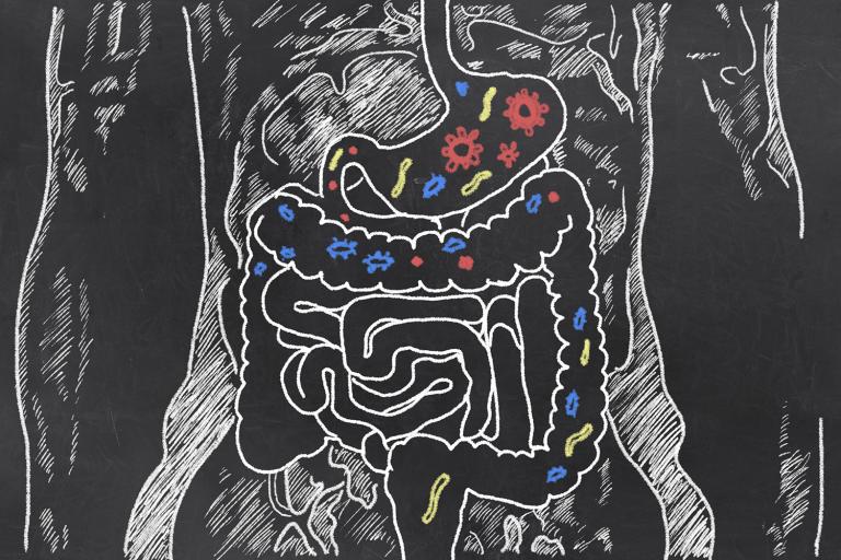 A cartoon diagram of the digestive system, with healthy bacteria