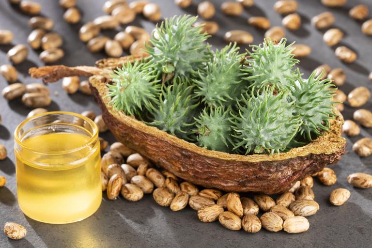 the seeds, fruit, and oil of the castor plant